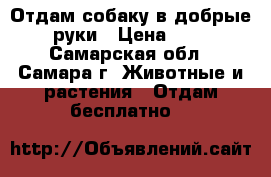 Отдам собаку в добрые руки › Цена ­ 1 - Самарская обл., Самара г. Животные и растения » Отдам бесплатно   